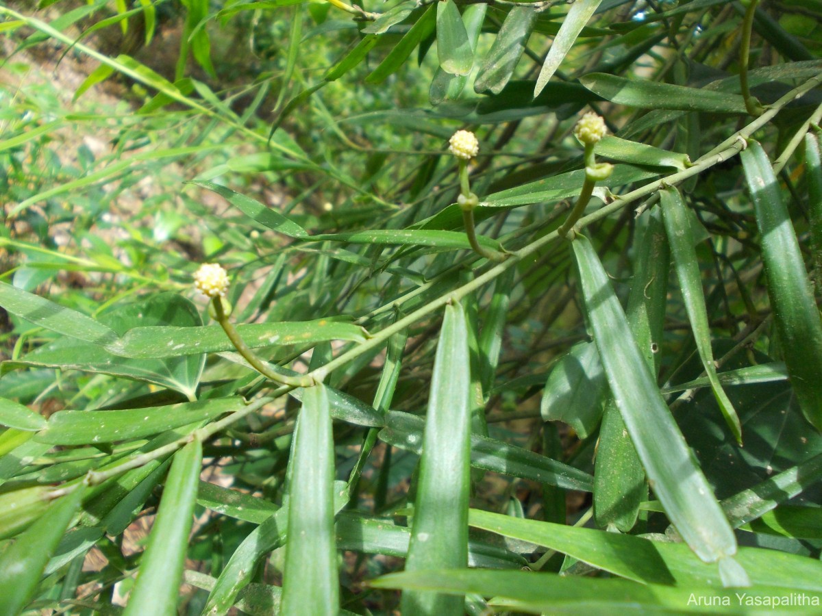 Pothos hookeri Schott